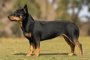 Lancashire Heeler — Black and tan coat