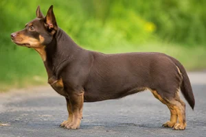 Lancashire Heeler — Liver and tan coat