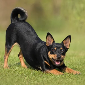 Lancashire Heeler — playful