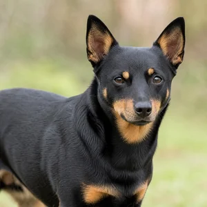 Lancashire Heeler — relaxed