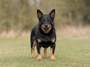 Lancashire Heeler — front