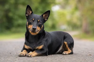 Lancashire Heeler — lying down