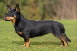 Lancashire Heeler dog