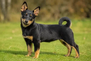 Lancashire Heeler — puppy (~4 mo)