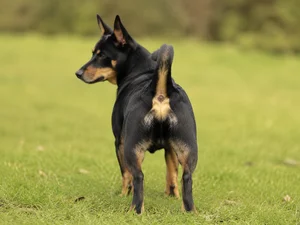 Lancashire Heeler — rear