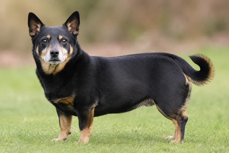 Lancashire Heeler — senior