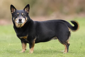 Lancashire Heeler — senior