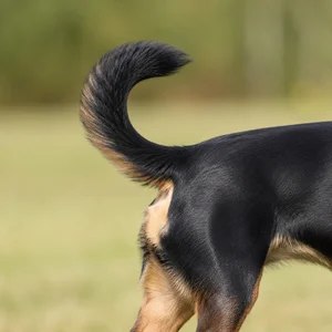 Lancashire Heeler — tail