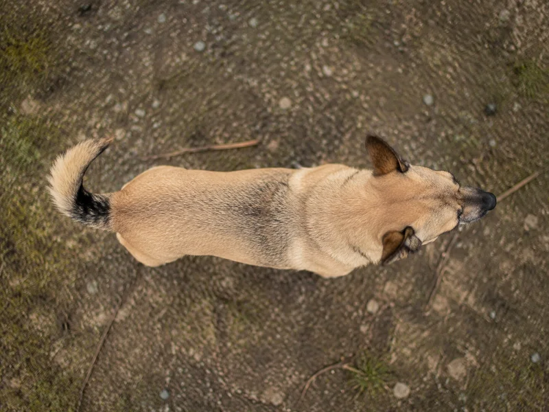 Lancashire Heeler — top