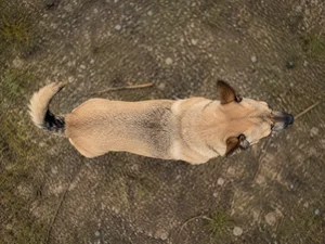 Lancashire Heeler — top