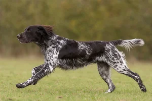 Large Munsterlander — running