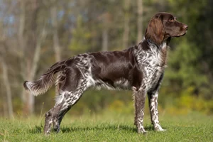 Large Munsterlander — adult