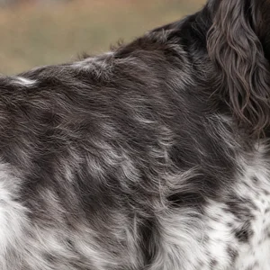 Large Munsterlander — coat texture