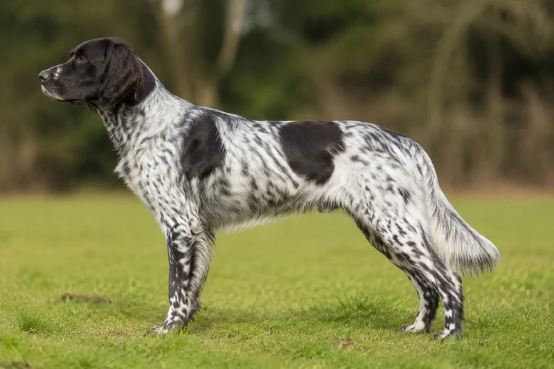 Large Munsterlander — White with black patches or ticking coat