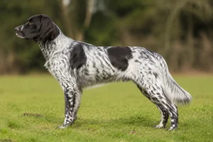 Large Munsterlander — White with black patches or ticking coat