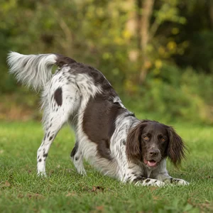 Large Munsterlander — playful