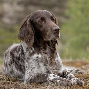 Large Munsterlander — relaxed