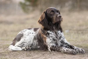 Large Munsterlander — lying down