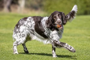 Large Munsterlander — playing