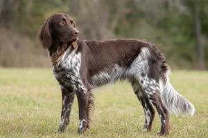 Large Munsterlander dog