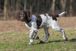 Large Munsterlander — puppy (~4 mo)