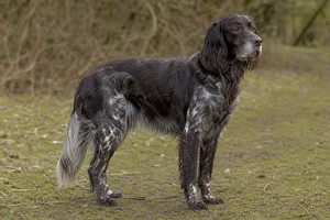 Large Munsterlander — senior