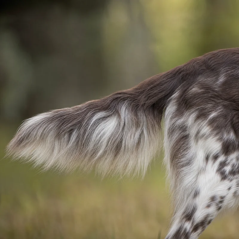 Large Munsterlander — tail