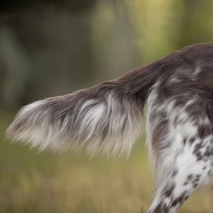 Large Munsterlander — tail