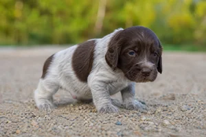 Large Munsterlander — young puppy (~1 mo)