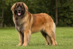 Leonberger — adult
