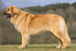 Leonberger — Golden coat