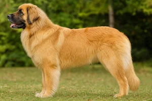 Leonberger — Lion-yellow coat