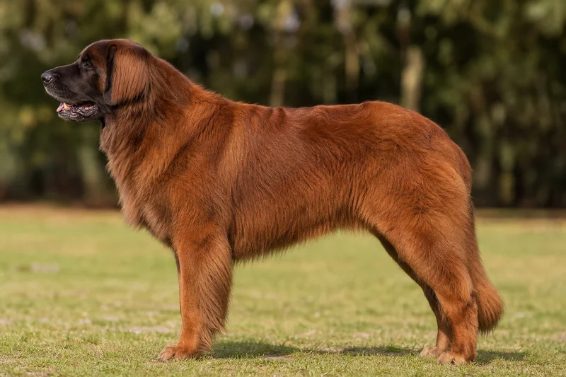 Leonberger — Red coat