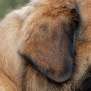 Leonberger — ears