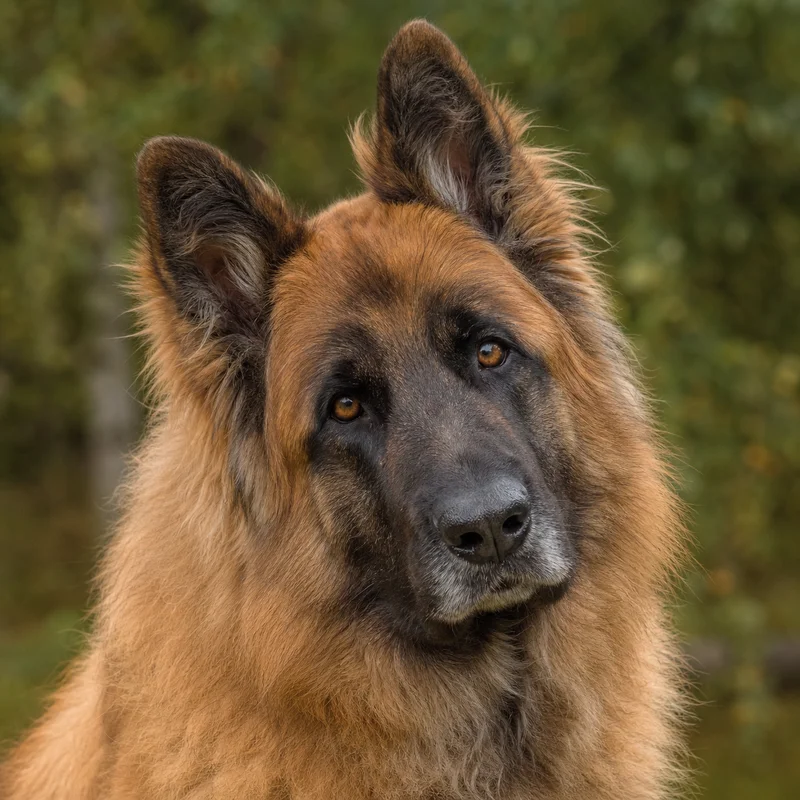 Leonberger — alert