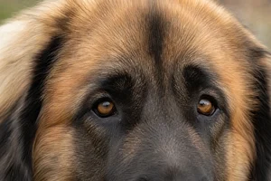 Leonberger — eyes