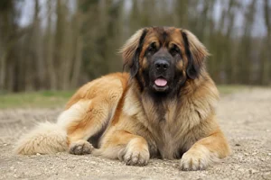 Leonberger — lying down