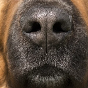 Leonberger — nose