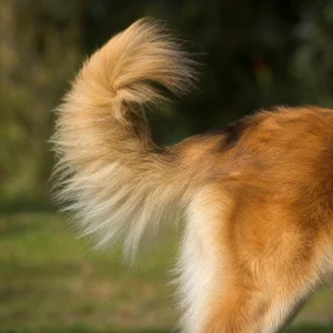 Leonberger — tail