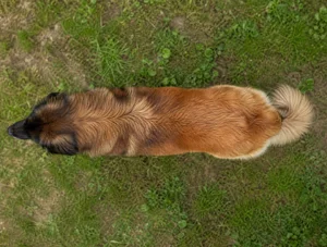 Leonberger — top