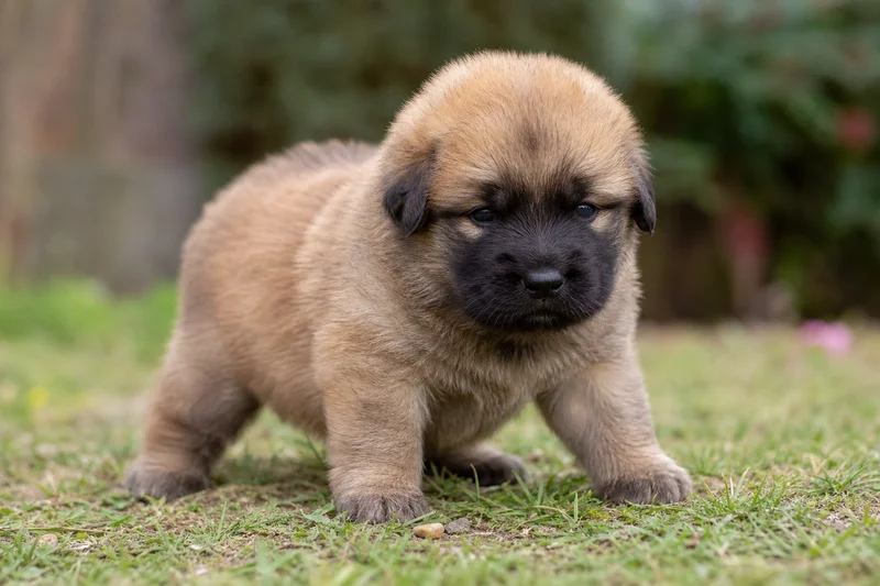 Leonberger — young puppy (~1 mo)