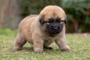 Leonberger — young puppy (~1 mo)