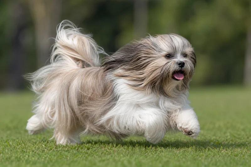 Lhasa Apso — running