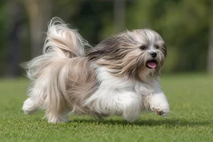 Lhasa Apso — running