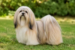 Lhasa Apso — adult