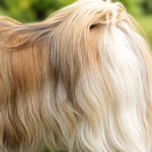 Lhasa Apso — coat texture