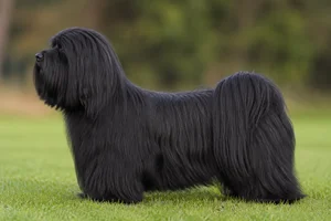 Lhasa Apso — Black coat