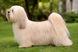 Lhasa Apso — Cream coat