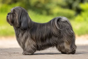 Lhasa Apso — Dark Grizzle coat