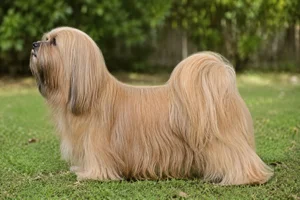 Lhasa Apso — Honey coat